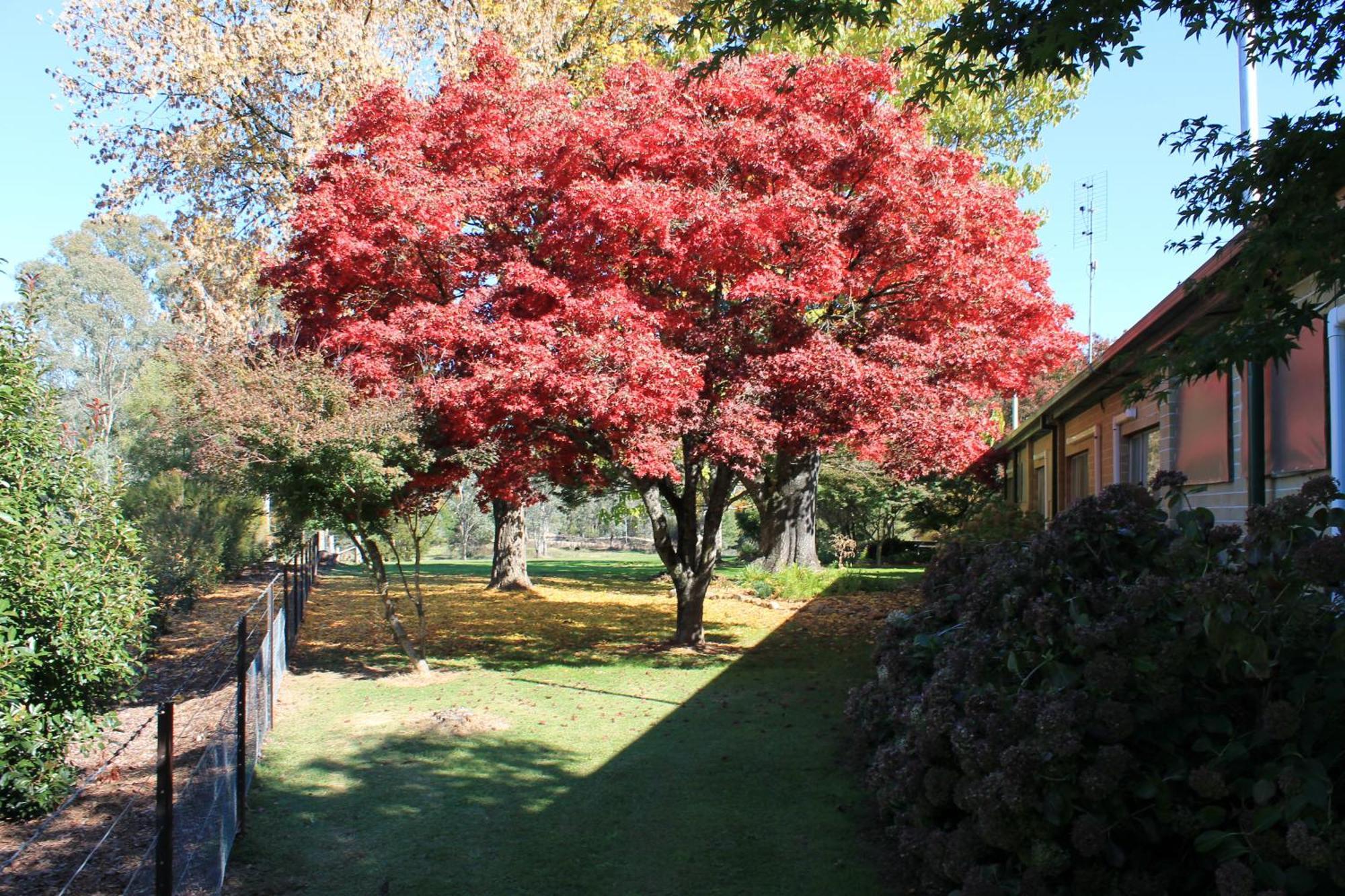 Buffalo Motel And Country Retreat Porepunkah Buitenkant foto